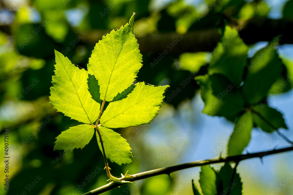 Leaf on a tree Leaf on a tree