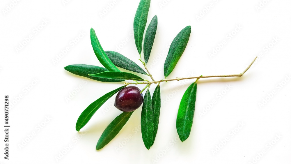 olive branch with olives isolated on white, symbol of peace olive branch. Peace concept idea. olive branch with olives isolated on white, symbol of peace olive branch. Peace concept idea.