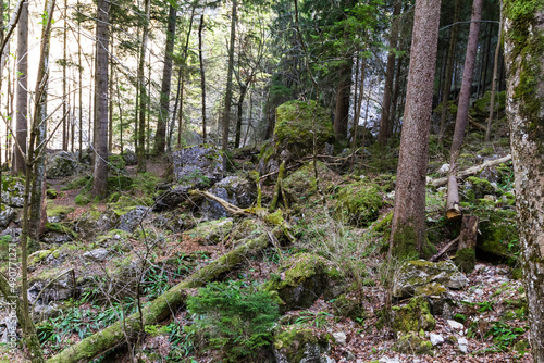 Picture of some trees in nature