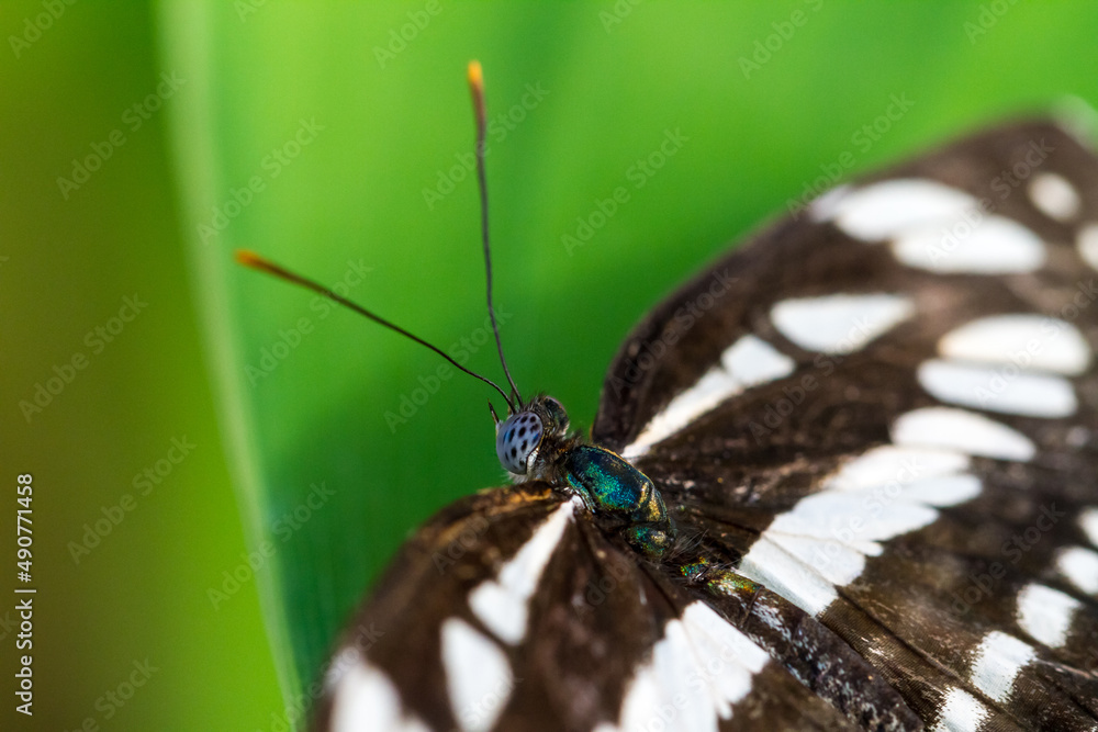 Fototapeta premium Butterfly on green leaf