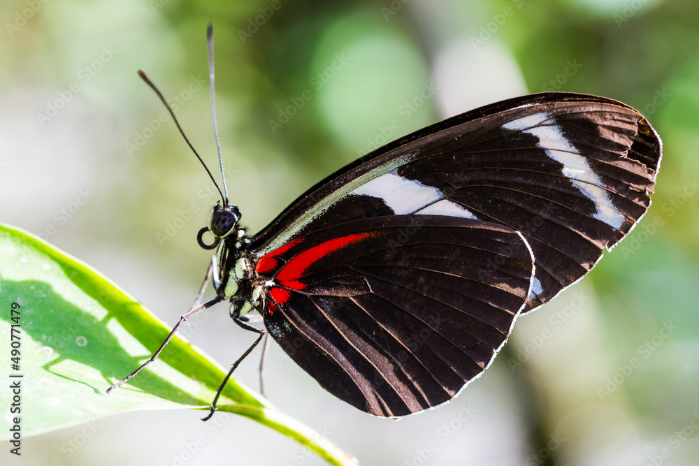 Obraz premium Butterfly on green leaf