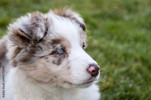 Young border collie red merle
