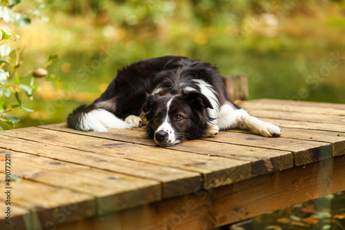 A beautiful black and white border collie is resting on a wooden pier by the water and watching its surroundings for nature.