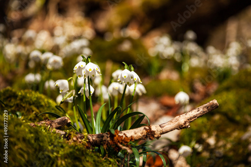 Snowdrop Galanthus nivalis, spring flowers in the rays of the sun in the forest. The delicate snowdrop flower is one of the symbols of spring.