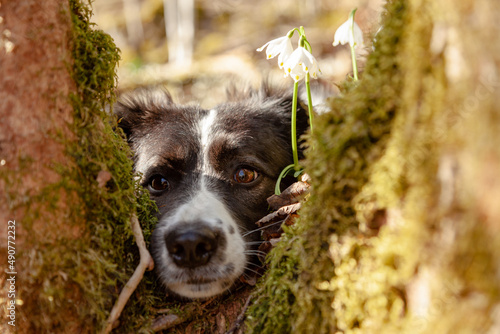 Portrait of a young border collie dog in the rays of the spring sun, the dog's muzzle between the branches of the trees, flowers of the snowdrops Galanthus nivalis, in the forest.