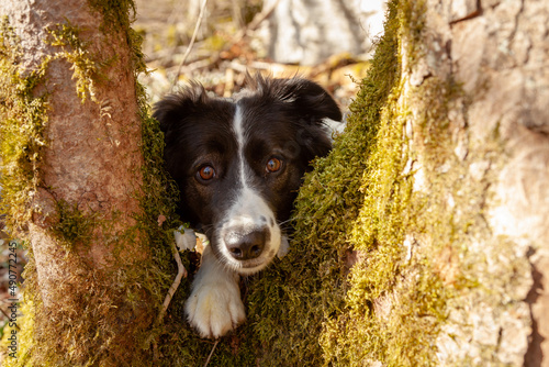 Romantic portrait of a cute border collie dog in the rays of the spring sun, the dog's muzzle between the branches of trees, in the forest.