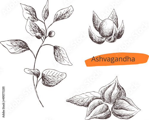 Hand drawn vintage vector sketch. Indian Ayurveda set of medicinal plant - ashwagandha.Contour silhouette on transparent background. Pharmacy naturopathy Eps image for label, package
