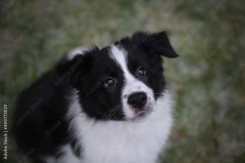 Puppy of border Collie