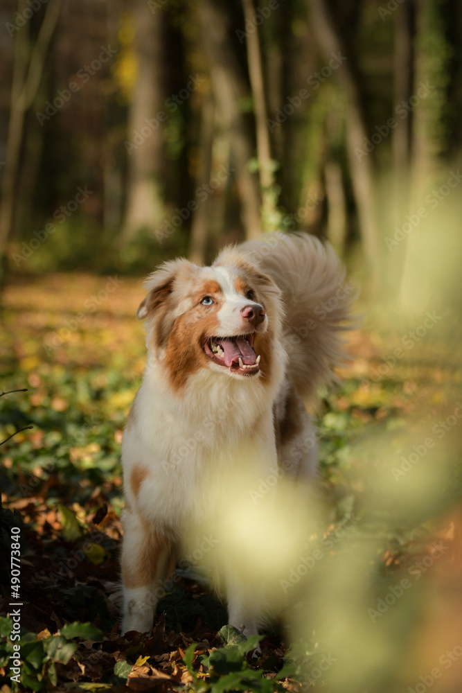 Australian shepherd is sitting in the forest. It is autumn portret.