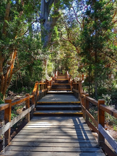 Wooden bridge in the park of Arrayanes