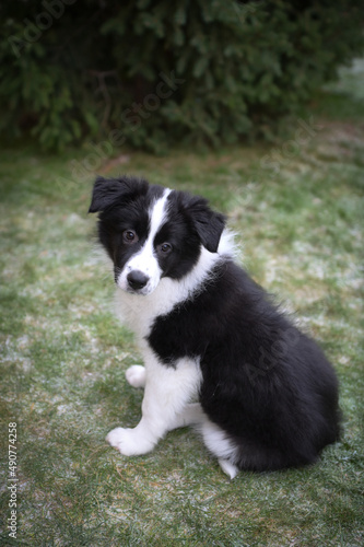 Little Border Collie