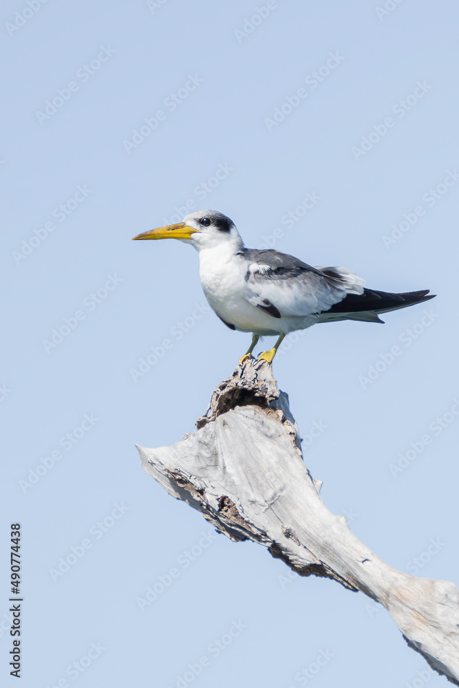 Obraz premium Atí, Corrientes