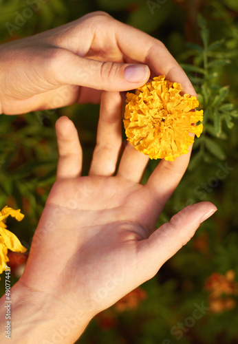 Appreciating Mother Natures gifts. Cropped shot of a woman holding a yellow fellow.