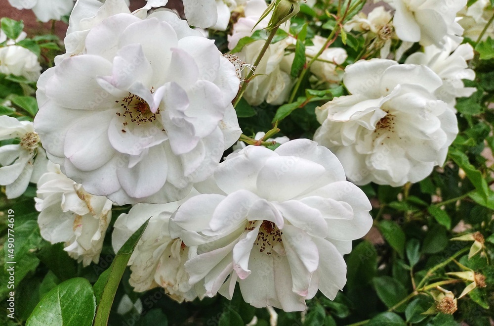 white flowers in the garden