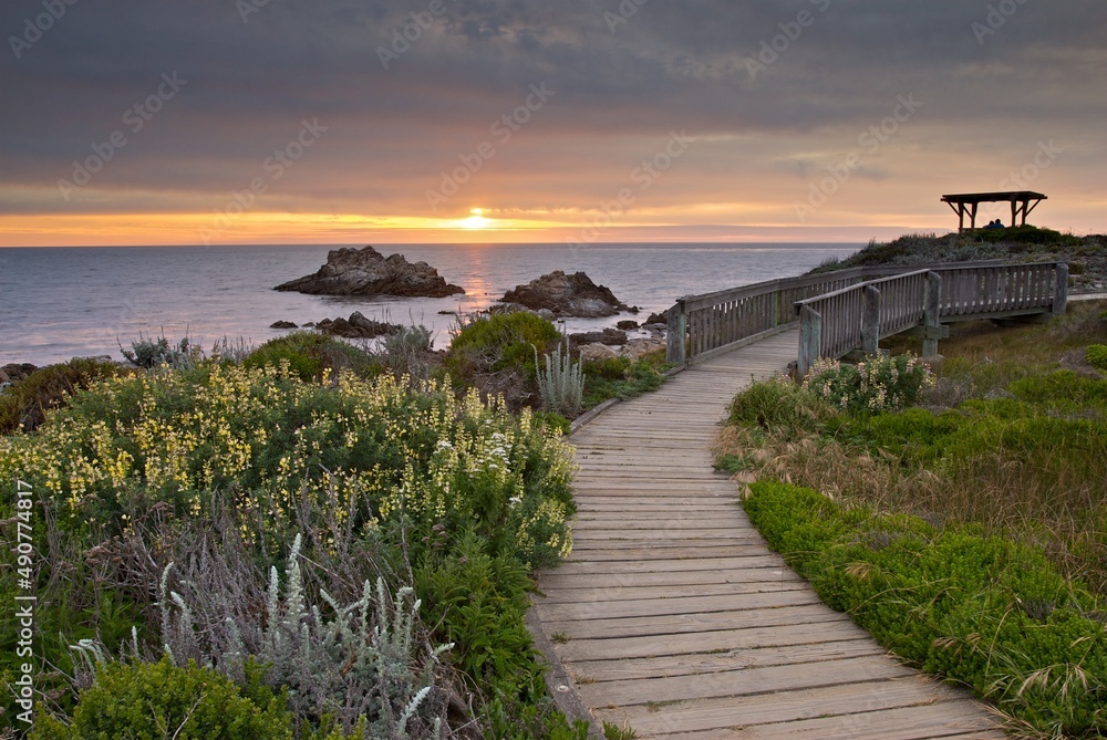 Fototapeta premium Boardwalk along Asilomar Dunes. Pacific Grove, CA.