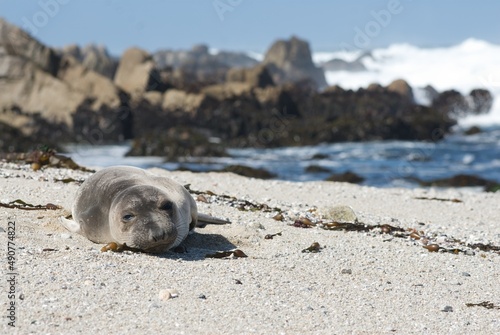 Female elephant seal resting on the beach of Pacific Grove, CA. 