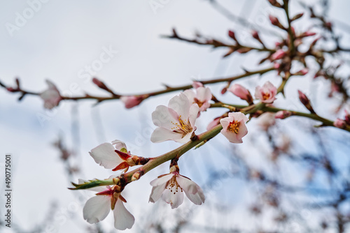 Almond blossoms between late winter and early spring