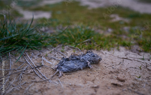 Selective approach of a dead field mouse between earth and grasses