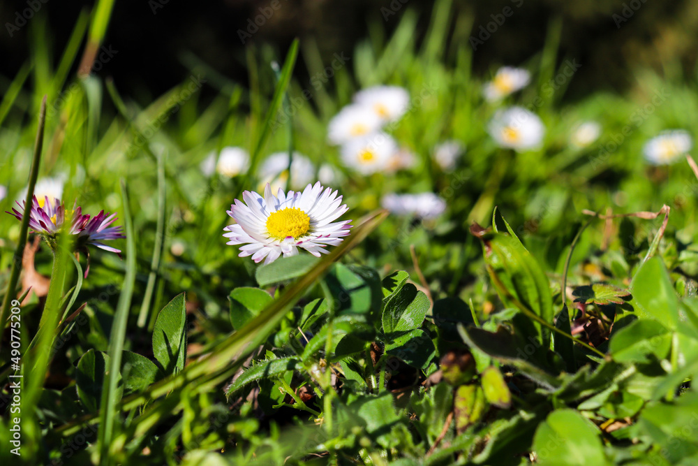 Pâquerette sur gazon, herbes vertes Pâquerette sur gazon, herbes vertes