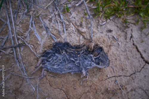 Selective approach of a dead field mouse between earth and grasses