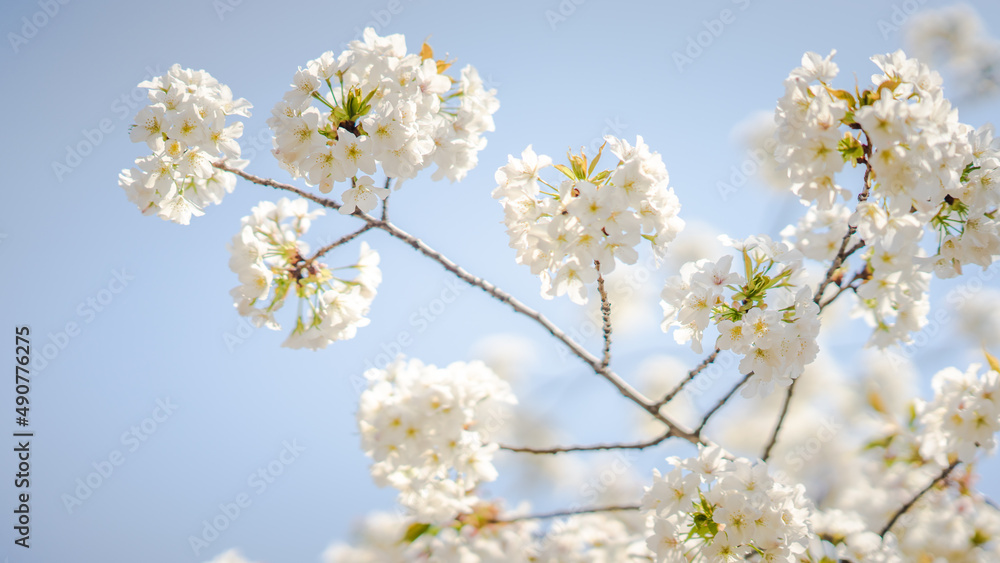 White flowers on the branches of a plum tree (Prunus domestica) on a nice sunny day with a blue sky in the background in early spring White flowers on the branches of a plum tree (Prunus domestica) on a nice sunny day with a blue sky in the background in early spring