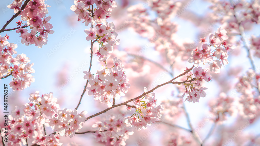 Sakura Flower or Cherry Blossom With Beautiful Nature Background Sakura Flower or Cherry Blossom With Beautiful Nature Background