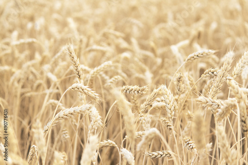 barley field with ripe ears