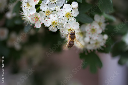 honey bee sucking on a bunch of white flowers and buds of hawthorn that are waiting for pollination