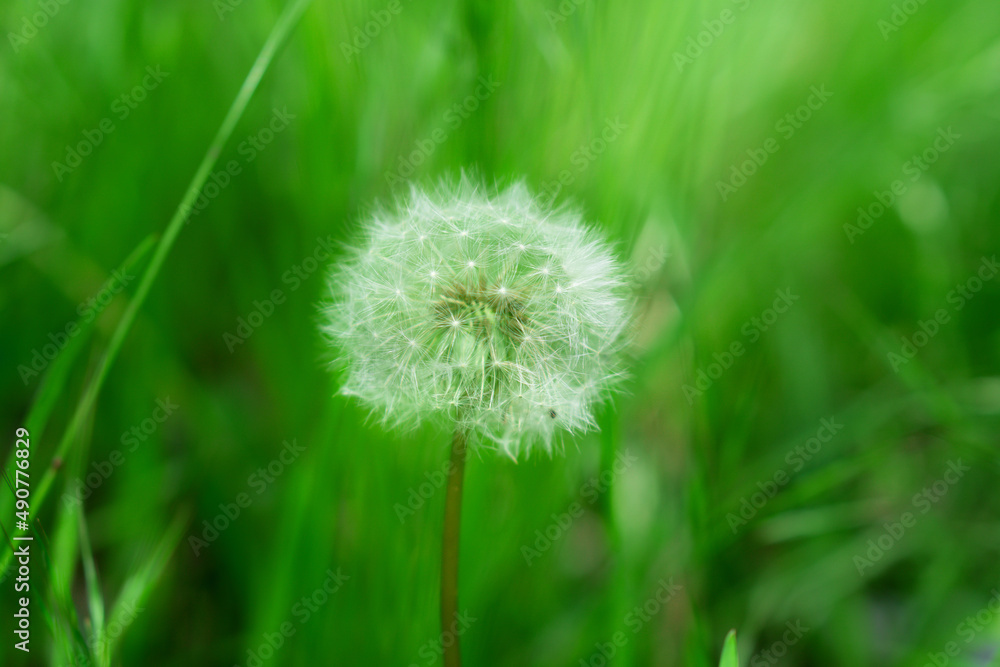 Fluffy white dandelion grows among green grass. Fluffy white dandelion grows among green grass.