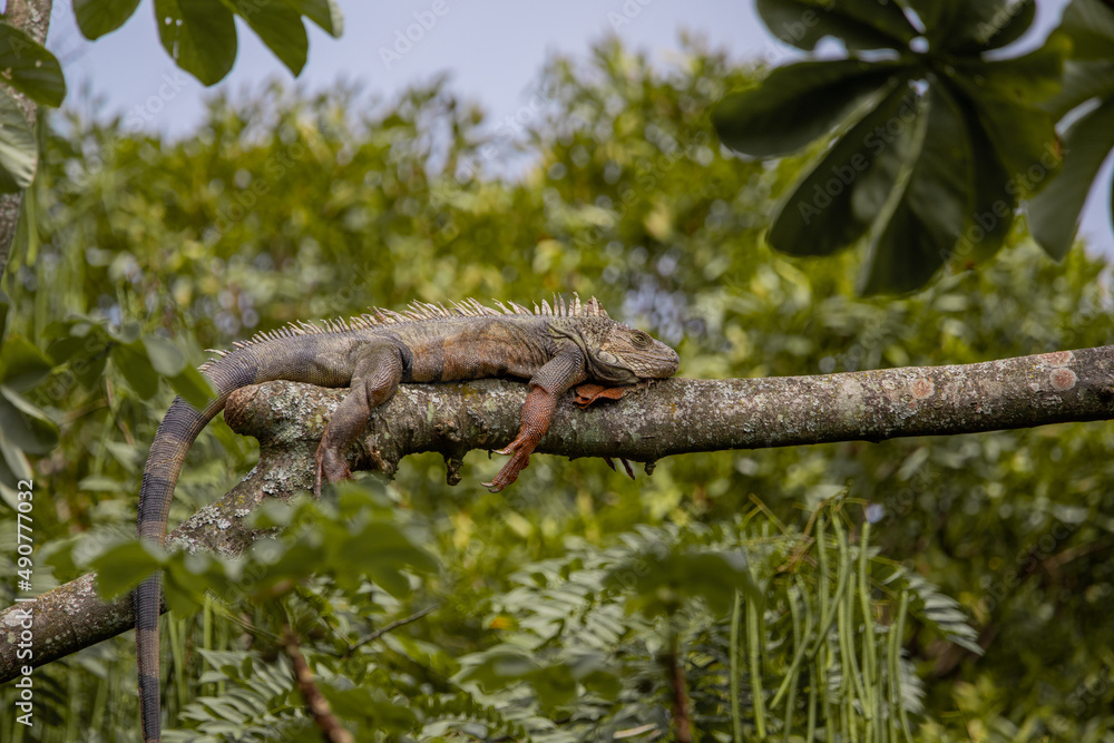 An interesting photo of a lying sleeping iguana on a tropical tree very high above the ground. against the backdrop of trees and blue sky, on a sunny day, in the jungles of Colombia An interesting photo of a lying sleeping iguana on a tropical tree very high above the ground. against the backdrop of trees and blue sky, on a sunny day, in the jungles of Colombia