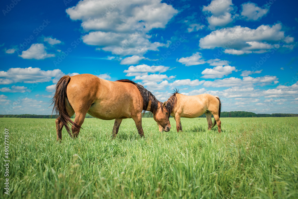 Beautiful thoroughbred horses on the field on a sunny day. Beautiful thoroughbred horses on the field on a sunny day.