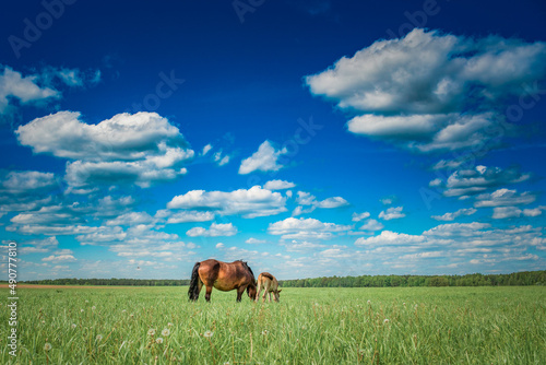 Beautiful thoroughbred horses on the field on a sunny day.