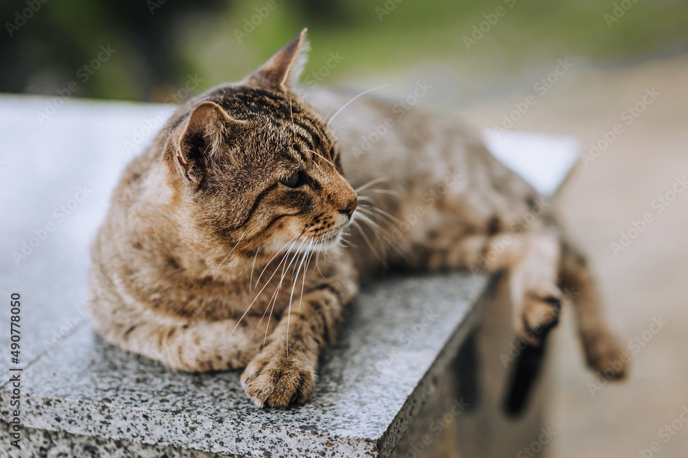 A beautiful gray striped cat lies on a granite tile in nature.