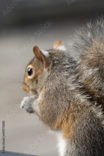 squirrel eating nut © Linus