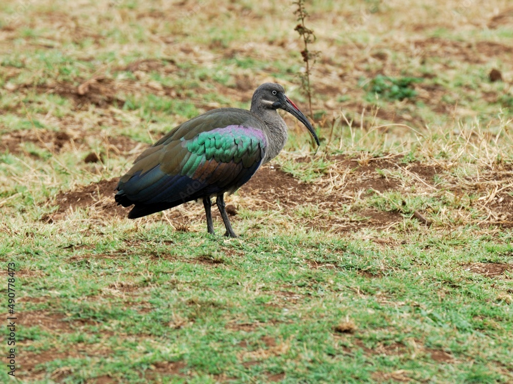 Naklejka premium Ein Hagedasch (Bostrychia hagedash) im natürlichen Habitat, Sambia.