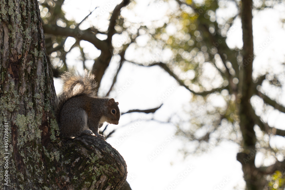 Obraz premium squirrel on tree