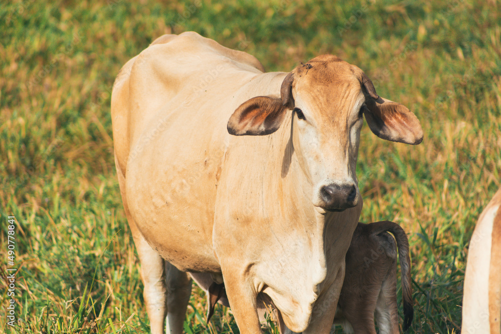 chocolate-colored cows in the field, resting and eating grass chocolate-colored cows in the field, resting and eating grass