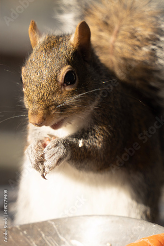 squirrel eating nut