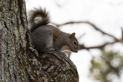 squirrel on a tree