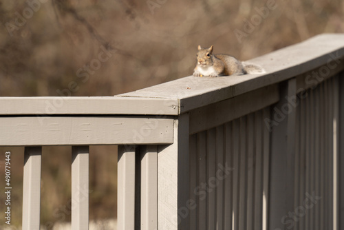 squirrel on the fence