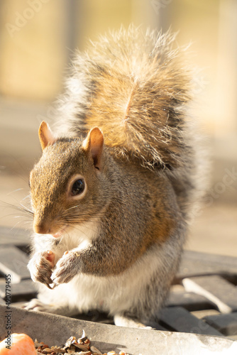 squirrel eating nut