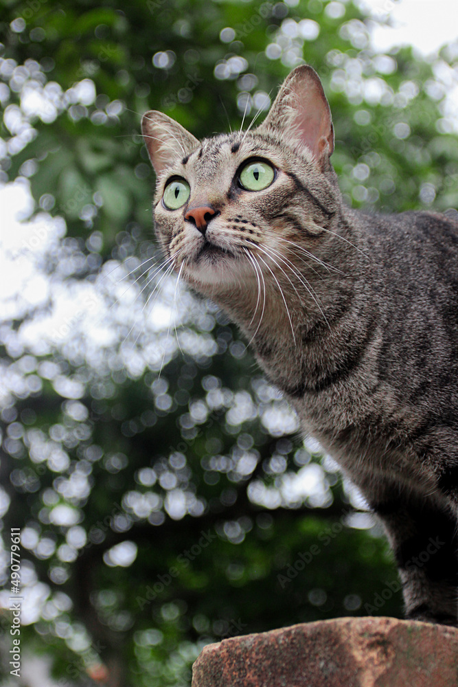 green eye cat