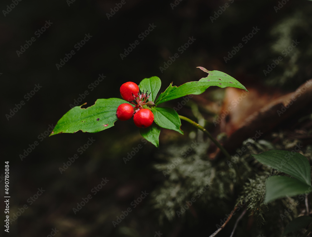 Fototapeta premium Green leaf plant with red berries
