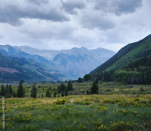 Wildflowers pine trees and mountains in Colorado landscape © Dave