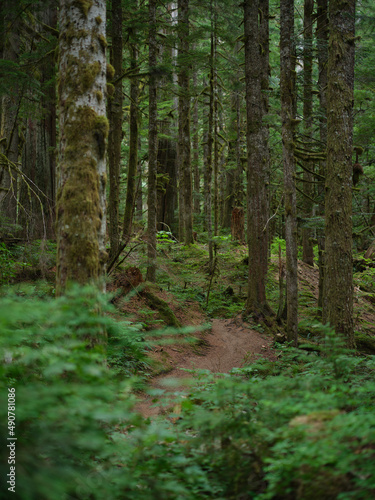 Green forest trail in the PNW