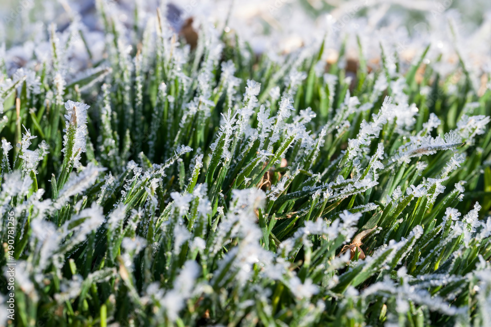 grass covered with ice and frost in the winter season