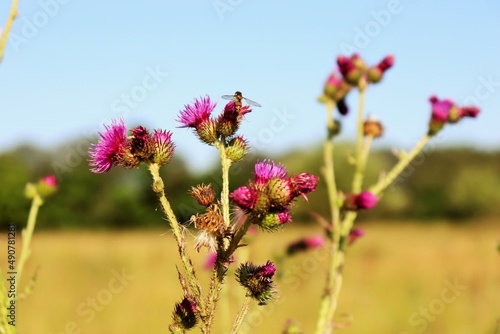 Flower with prickles on a green field. Blooming thorn. Wild flower. Thorn on the flower.
