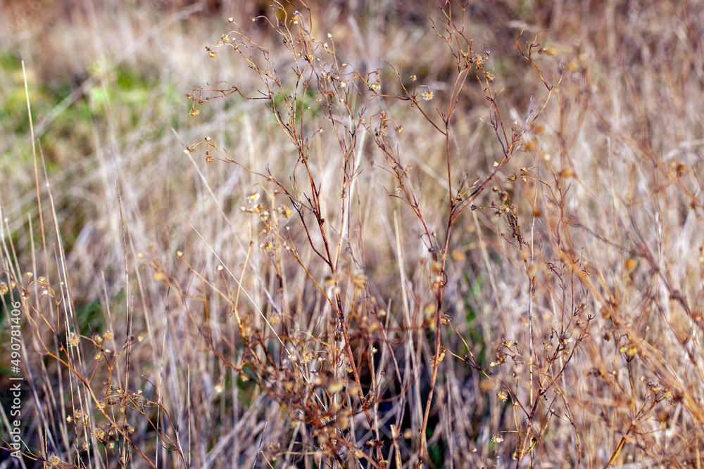 yellow dry grass in the autumn season on the field yellow dry grass in the autumn season on the field