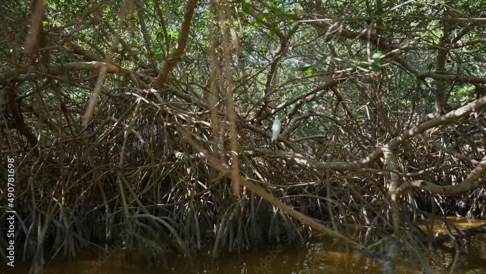 Beautiful Mangrove Forest with River Beautiful Mangrove Forest with River