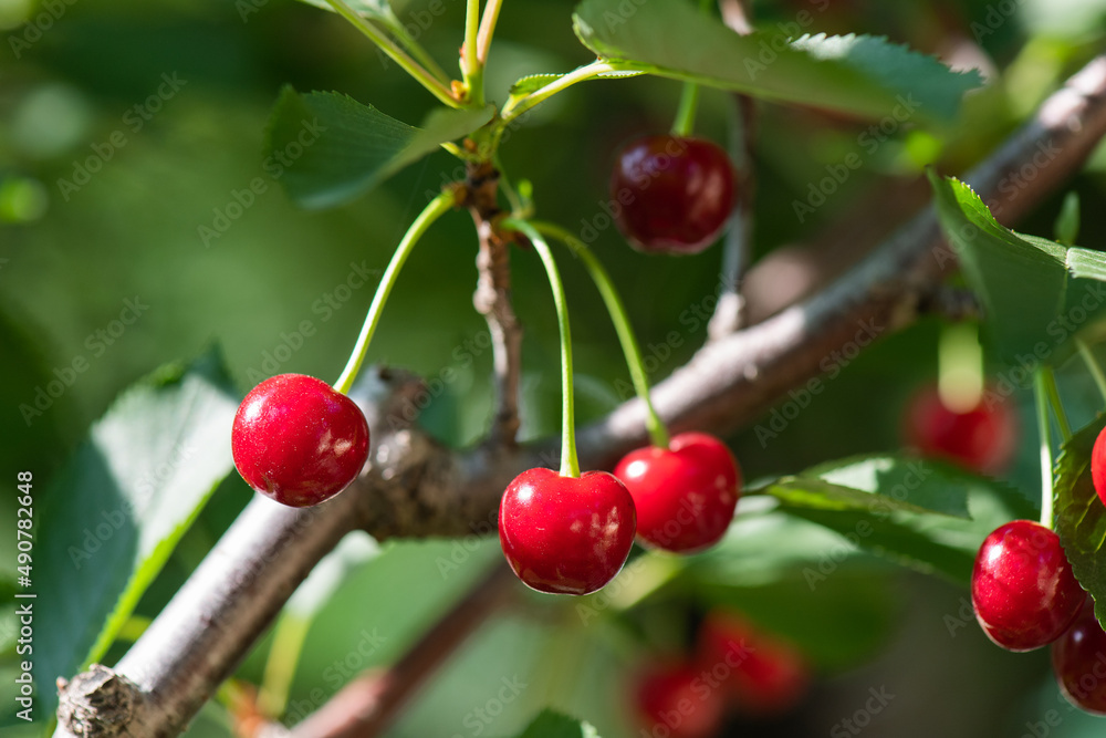 Closeup of cherries on cherry tree. Closeup of cherries on cherry tree.